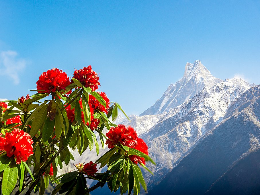 Nepal Tour Package