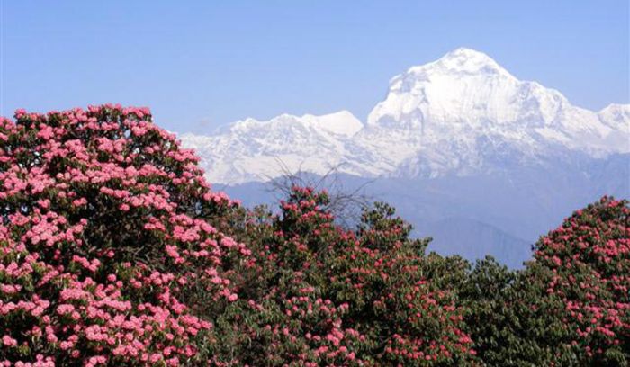 Round Dhaulagiri Trek