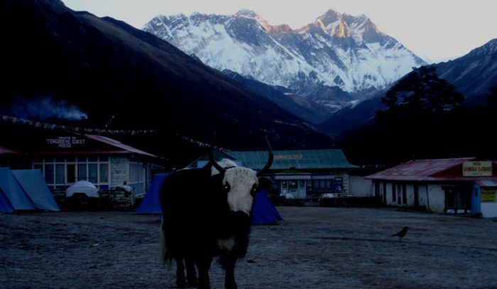 Yak and Yeti trail of Nepal