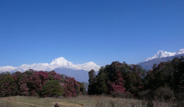 rhododendron flower and Dhaulagiri views- April month from Ghorepani