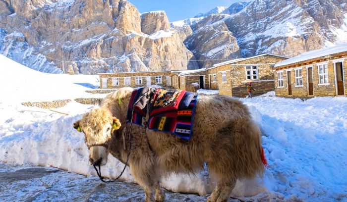 Yak at Highcamp of Throng la pass