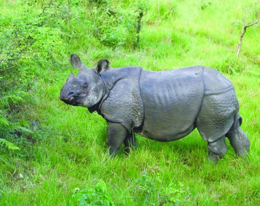 Nepal Wildlife Safari Tour