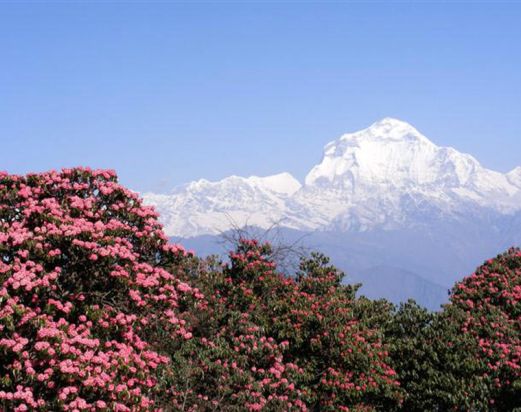 Round Dhaulagiri Trek